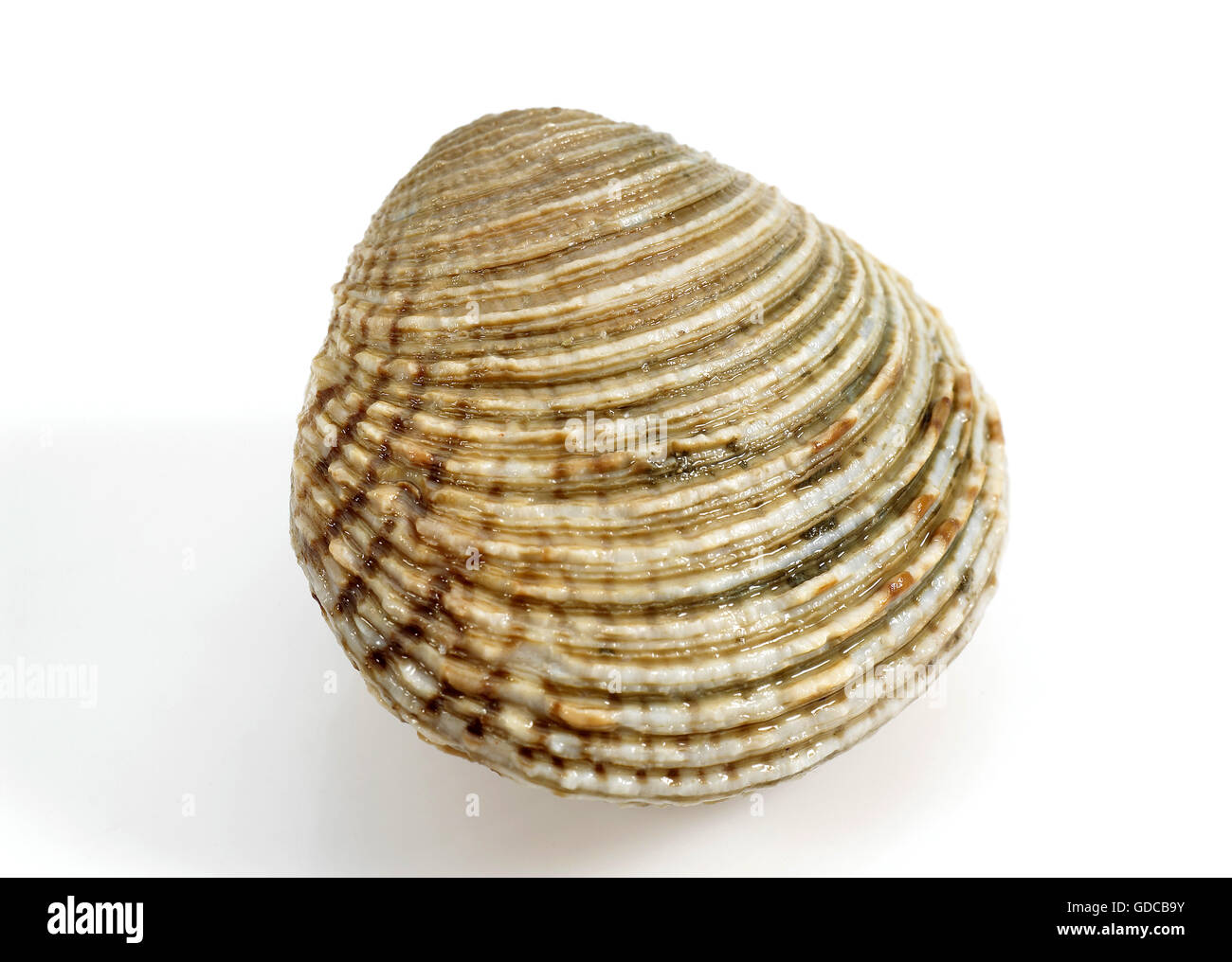 Vongole, Venus verrucosa, Shell contro uno sfondo bianco Foto Stock