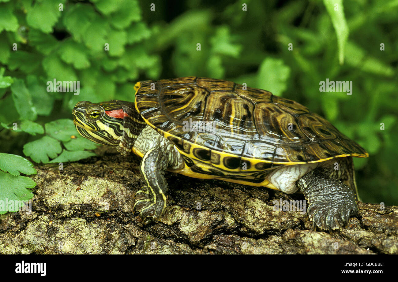 Red-Eared Terrapin, Trachemys scripta elegans Foto Stock