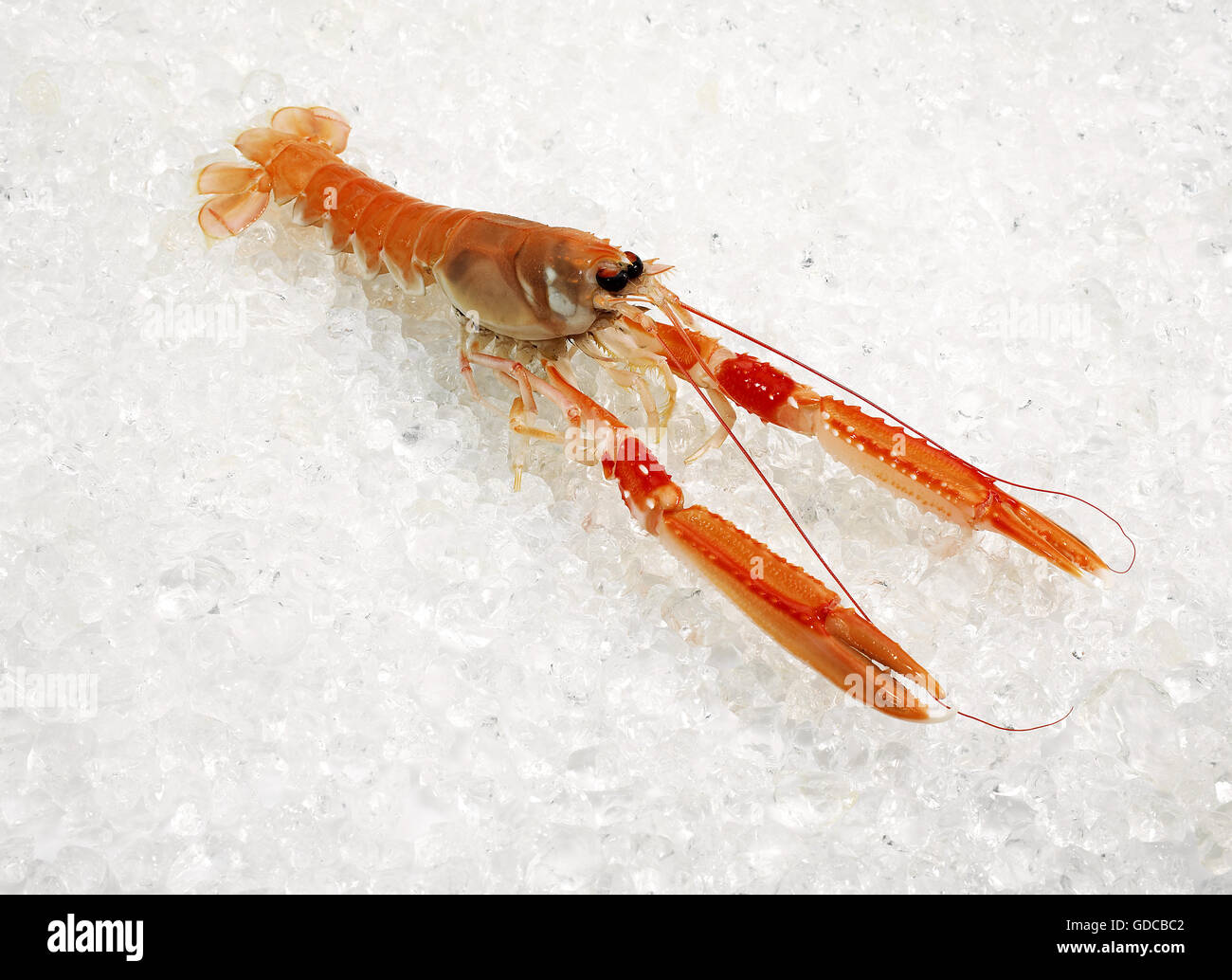 La baia di Dublino gamberi o scampi o scampi ephrops norvegicus SU GHIACCIO Foto Stock