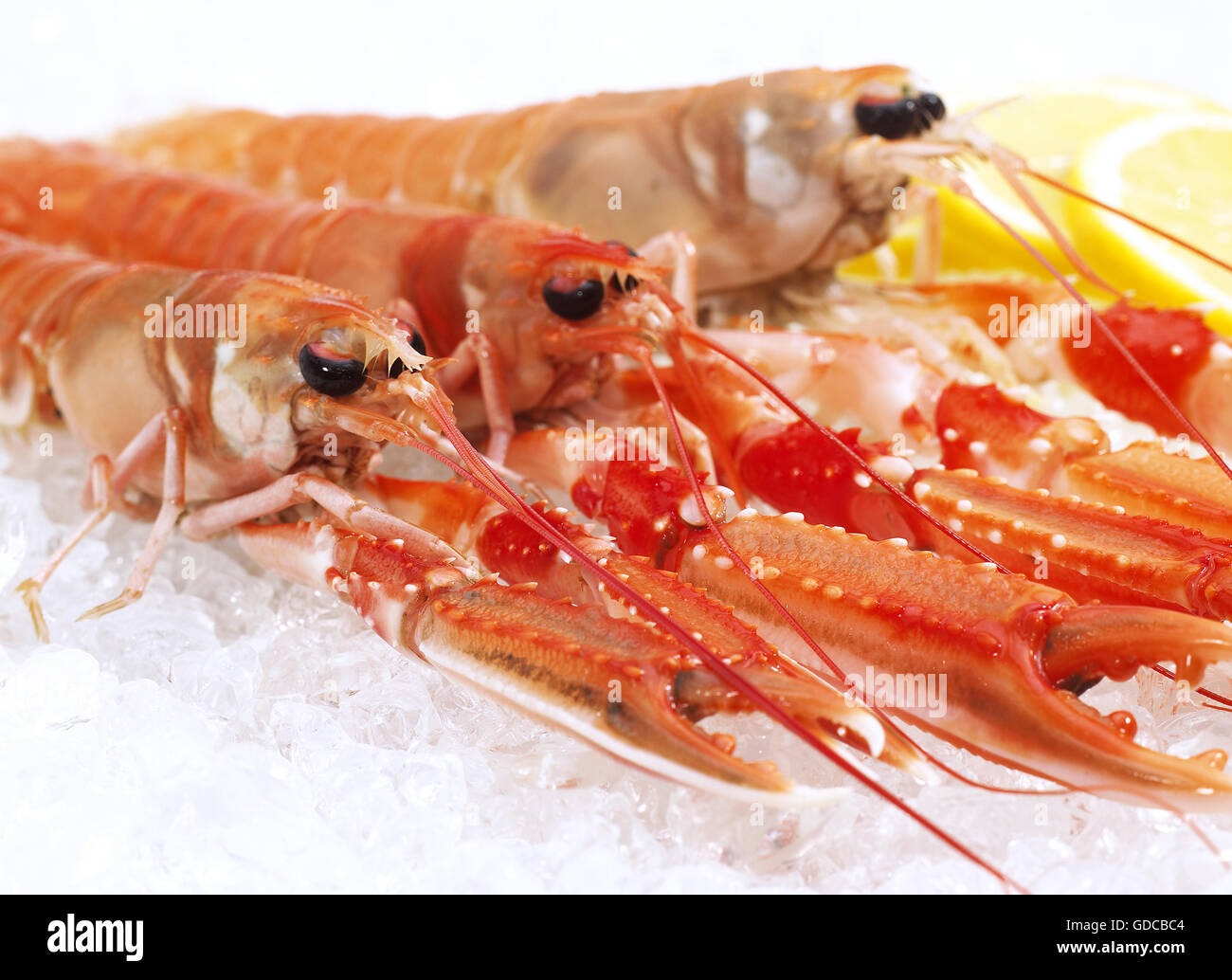 La baia di Dublino gamberi o scampi o scampi ephrops norvegicus SU GHIACCIO Foto Stock