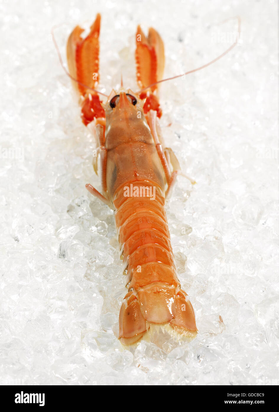 La baia di Dublino gamberi o scampi o scampi ephrops norvegicus SU GHIACCIO Foto Stock