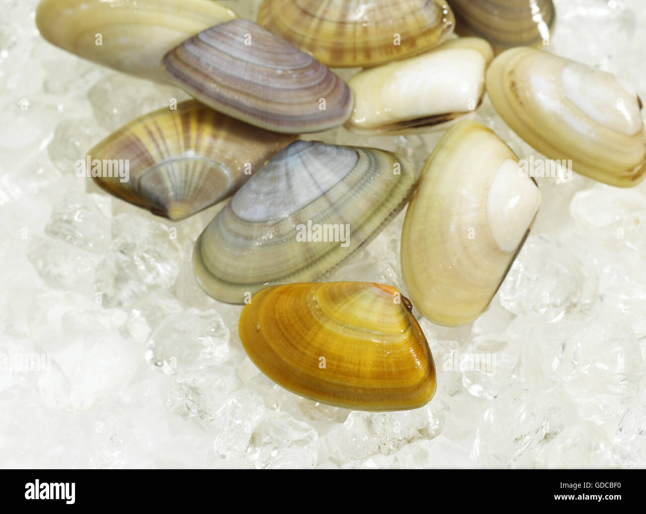Cuneo, Shell Donax trunculus, gusci su ghiaccio Foto Stock