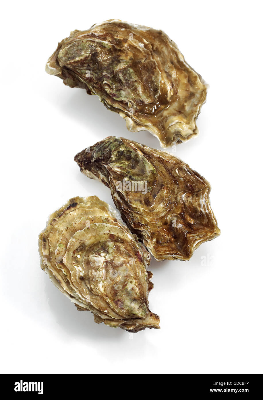 Ostriche francesi chiamato Marennes d'Oleron, Ostrea edulis, Seafoods contro uno sfondo bianco 065173 Gerard immagini LACZ Foto Stock