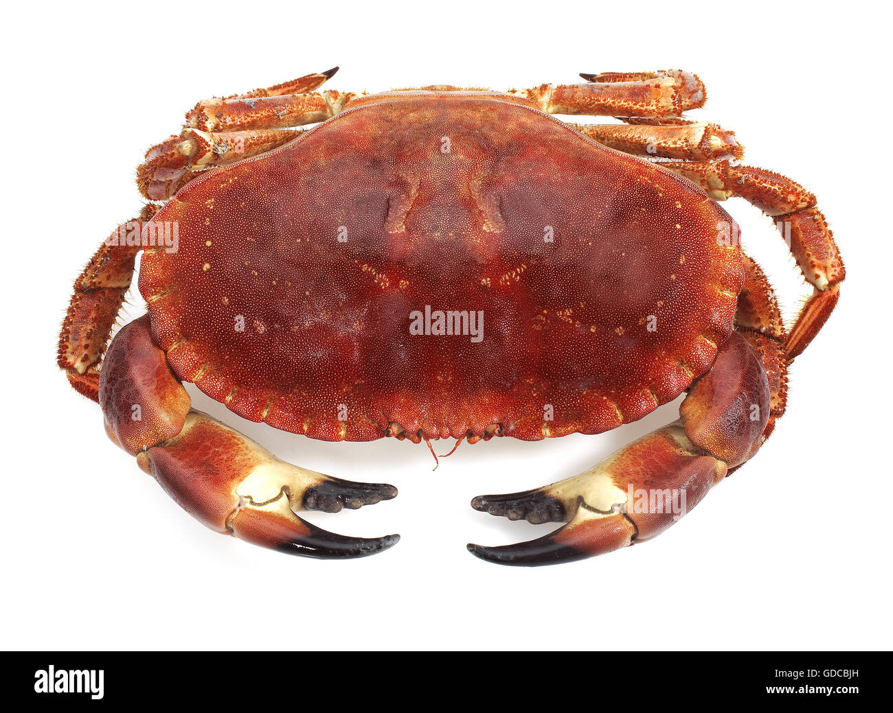 Granchio di mare Cancer pagurus contro uno sfondo bianco Foto Stock