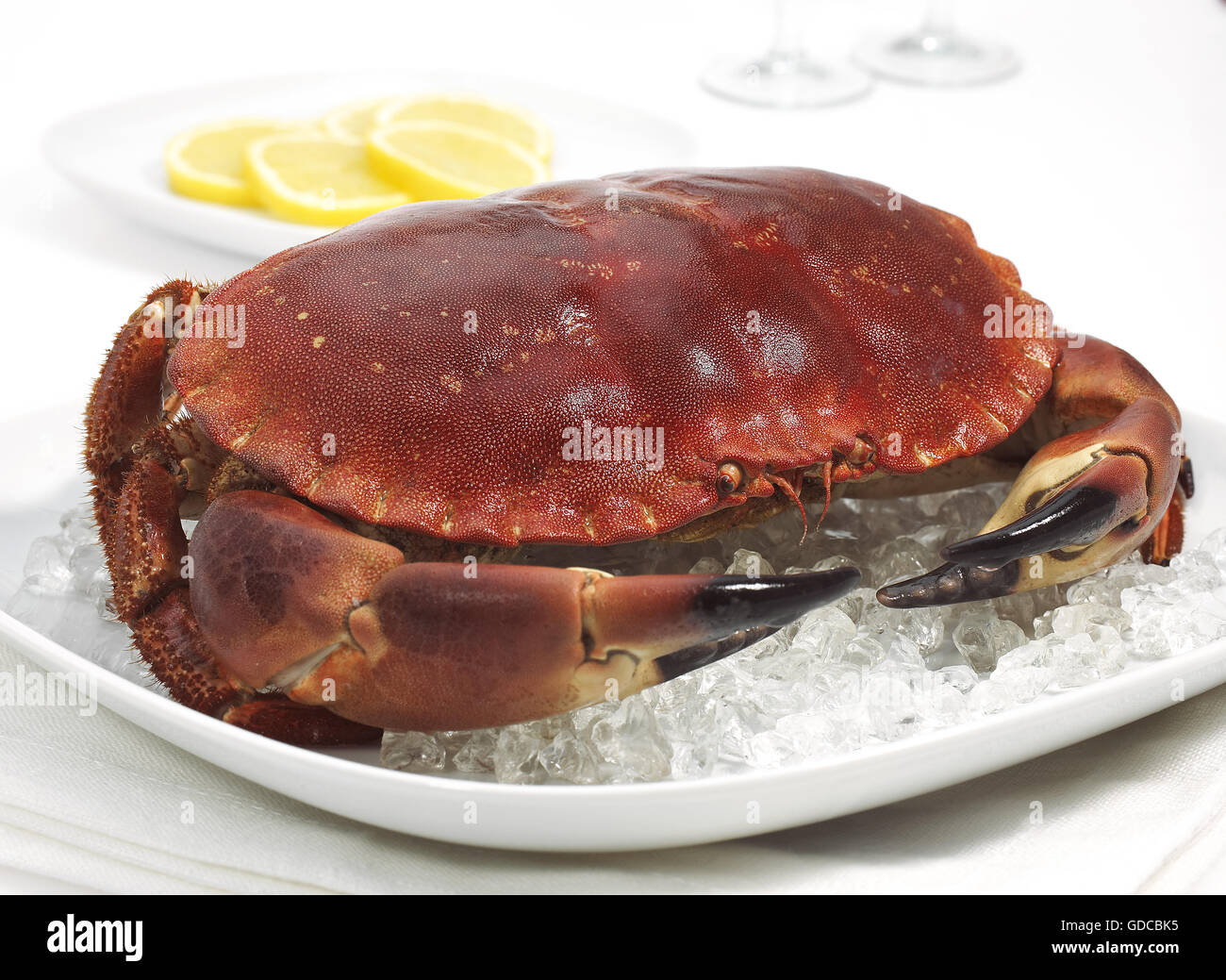 Granchio di mare, Cancer pagurus, crostaceo in una piastra con ghiaccio contro uno sfondo bianco Foto Stock