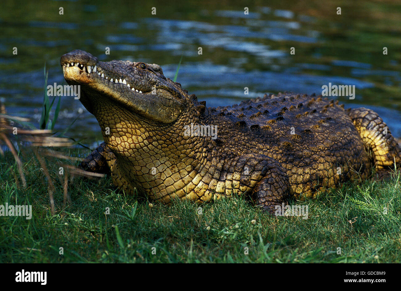 Coccodrillo DEL NILO Crocodylus niloticus NEL MASAI MARA PARK IN KENYA Foto Stock