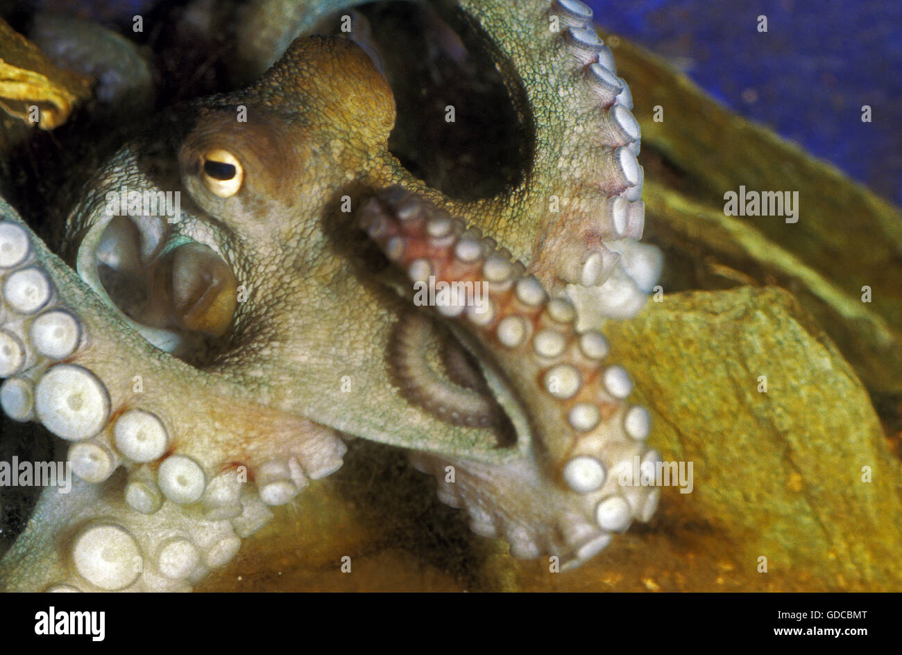 Polpo, Octopus vulgaris, adulto che mostra i tentacoli Foto Stock