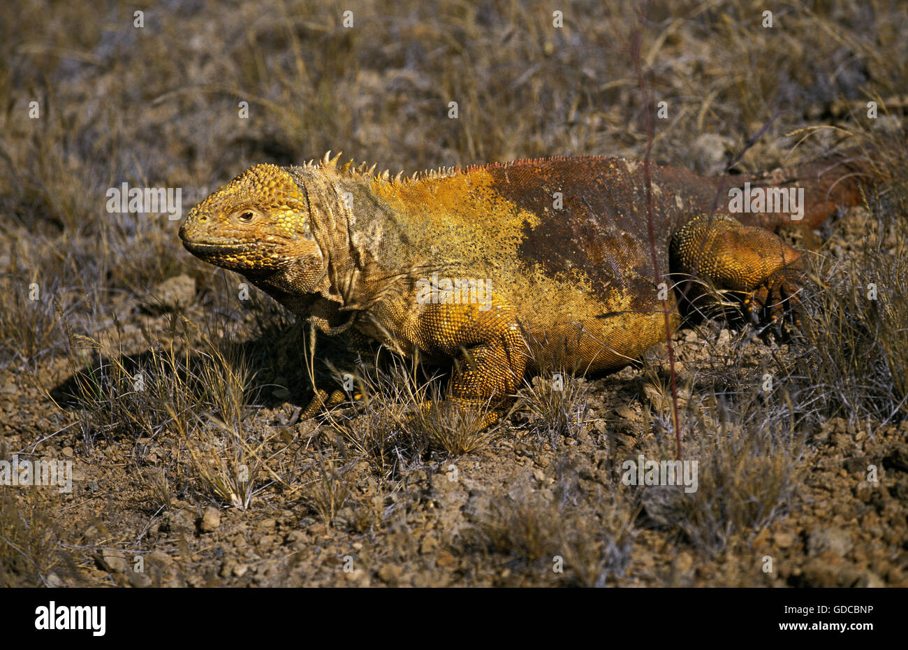 Terra Galapagos Iguana, conolophus subcristatus, adulto, Isole Galapagos Foto Stock