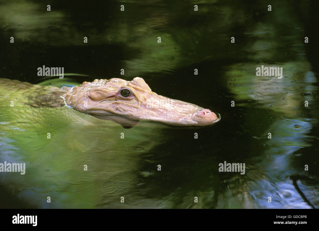 AMERICAN ALLIGATOR alligator mississipiensis, Albino adulto Foto Stock
