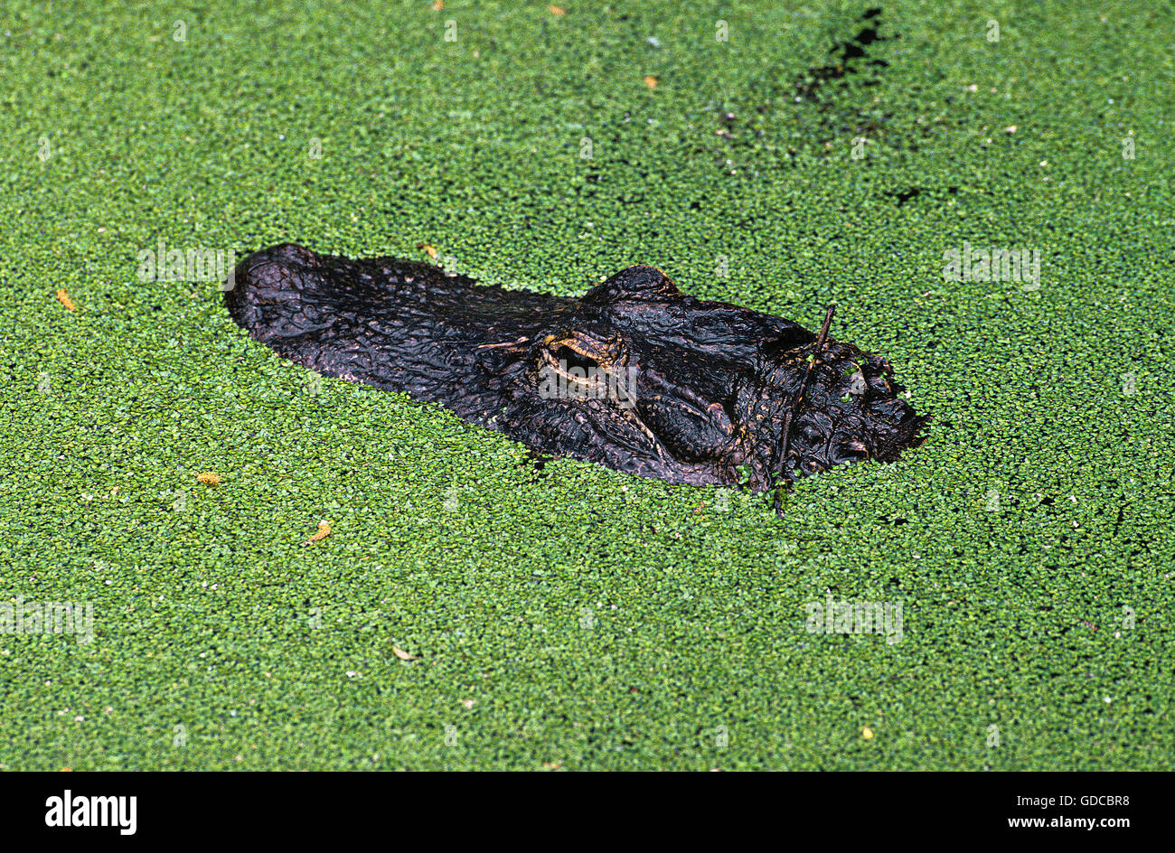 AMERICAN ALLIGATOR alligator mississipiensis, testa emergente dalla DUCKWEEDS, FLORIDA Foto Stock