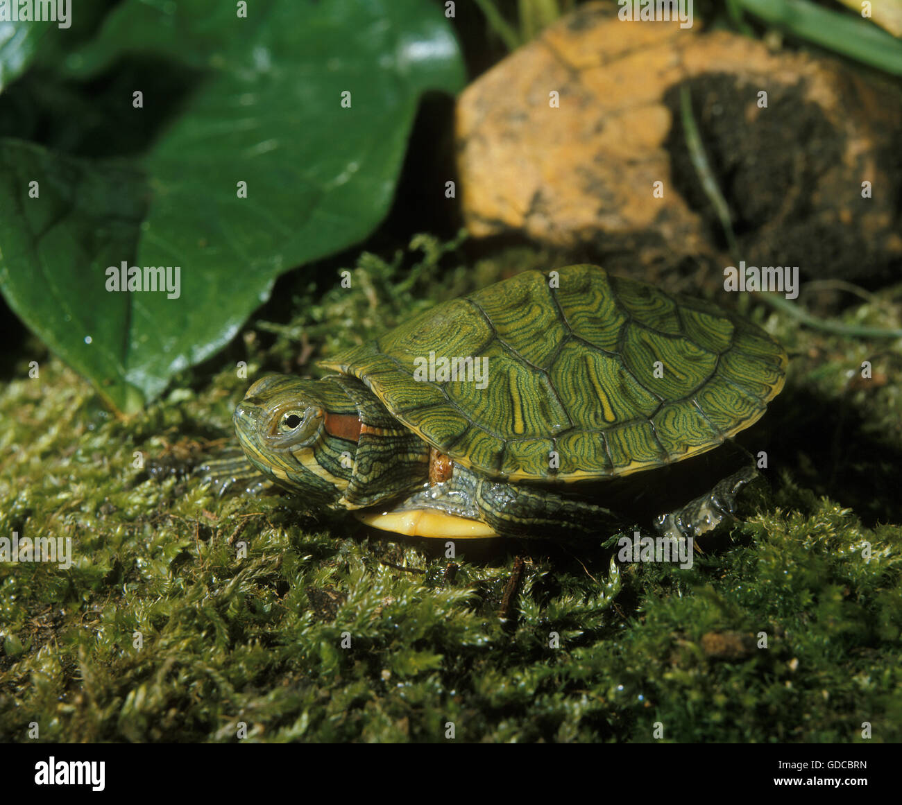 Red-Eared Terrapin, Trachemys scripta elegans Foto Stock