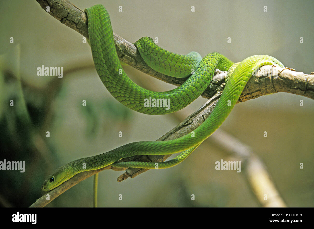 Green Mamba, dendroaspis angusticeps, adulti sul ramo, Tanzania Foto Stock