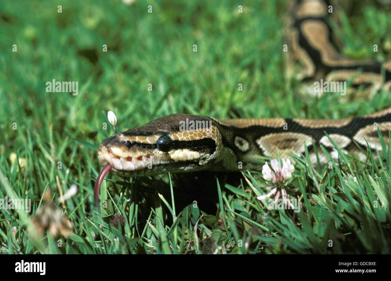 Royal Python Python regius con la lingua di fuori Foto Stock
