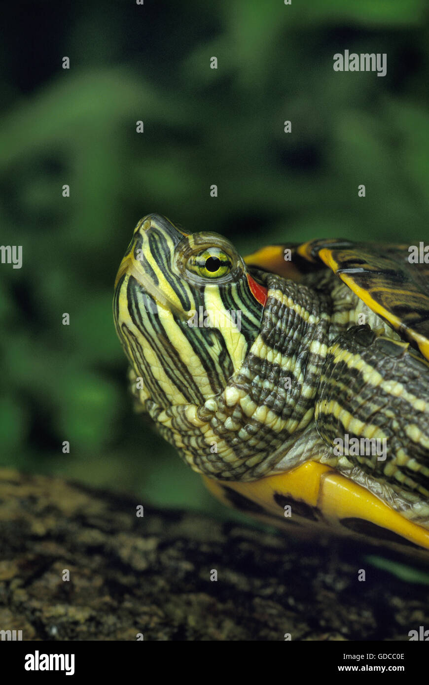 Red-Eared Terrapin, Trachemys scripta elegans Foto Stock