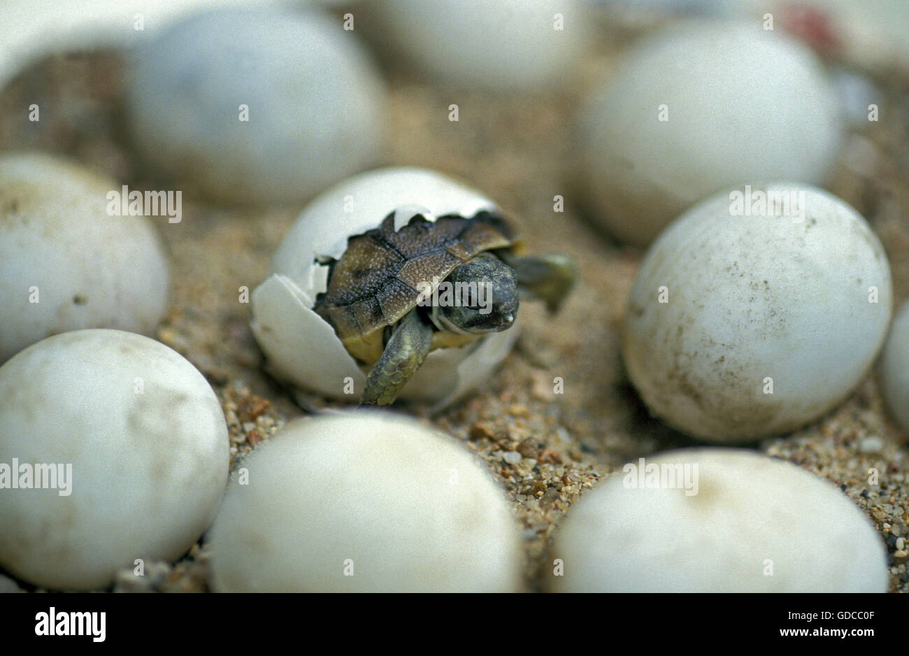 Hermann's tartaruga, Testudo hermanni, Baby da cova delle uova Foto Stock