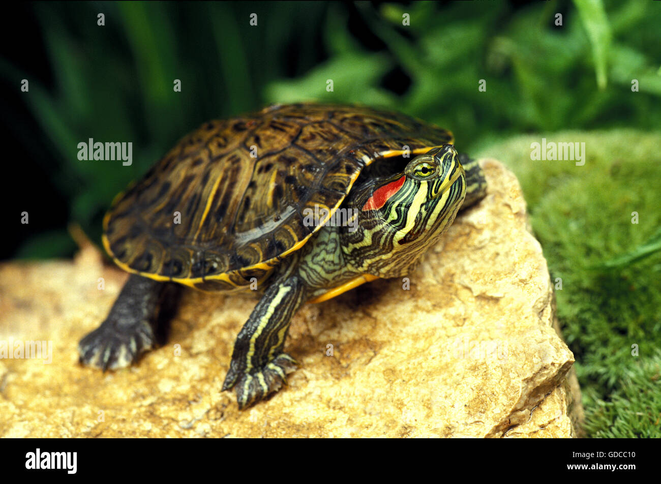 Red-Eared Terrapin, Trachemys scripta elegans Foto Stock