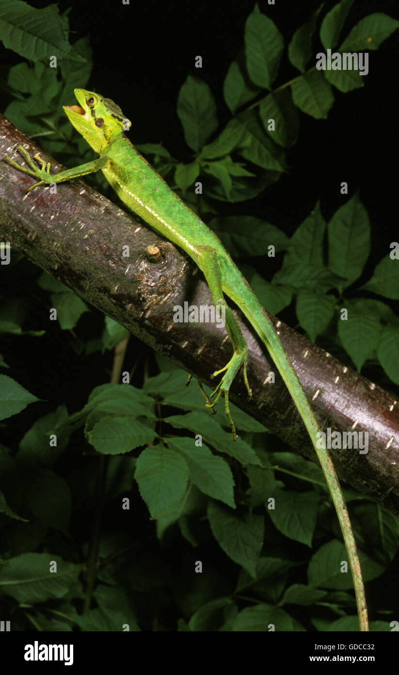 Casque intitolata Iguana, laemanctus longipes, adulti sul ramo Foto Stock