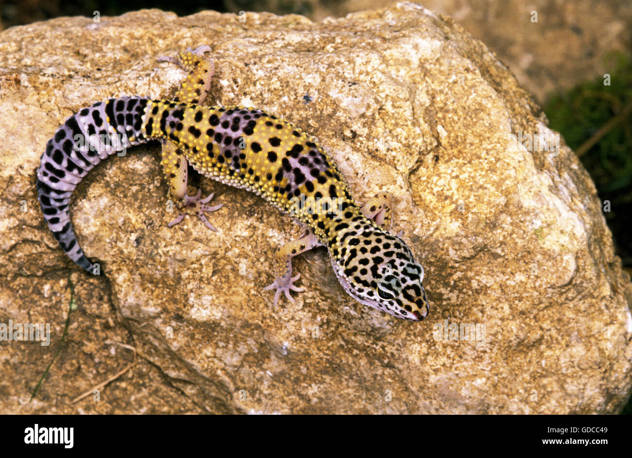 Leopard Gecko, eublepharis macularius Foto Stock