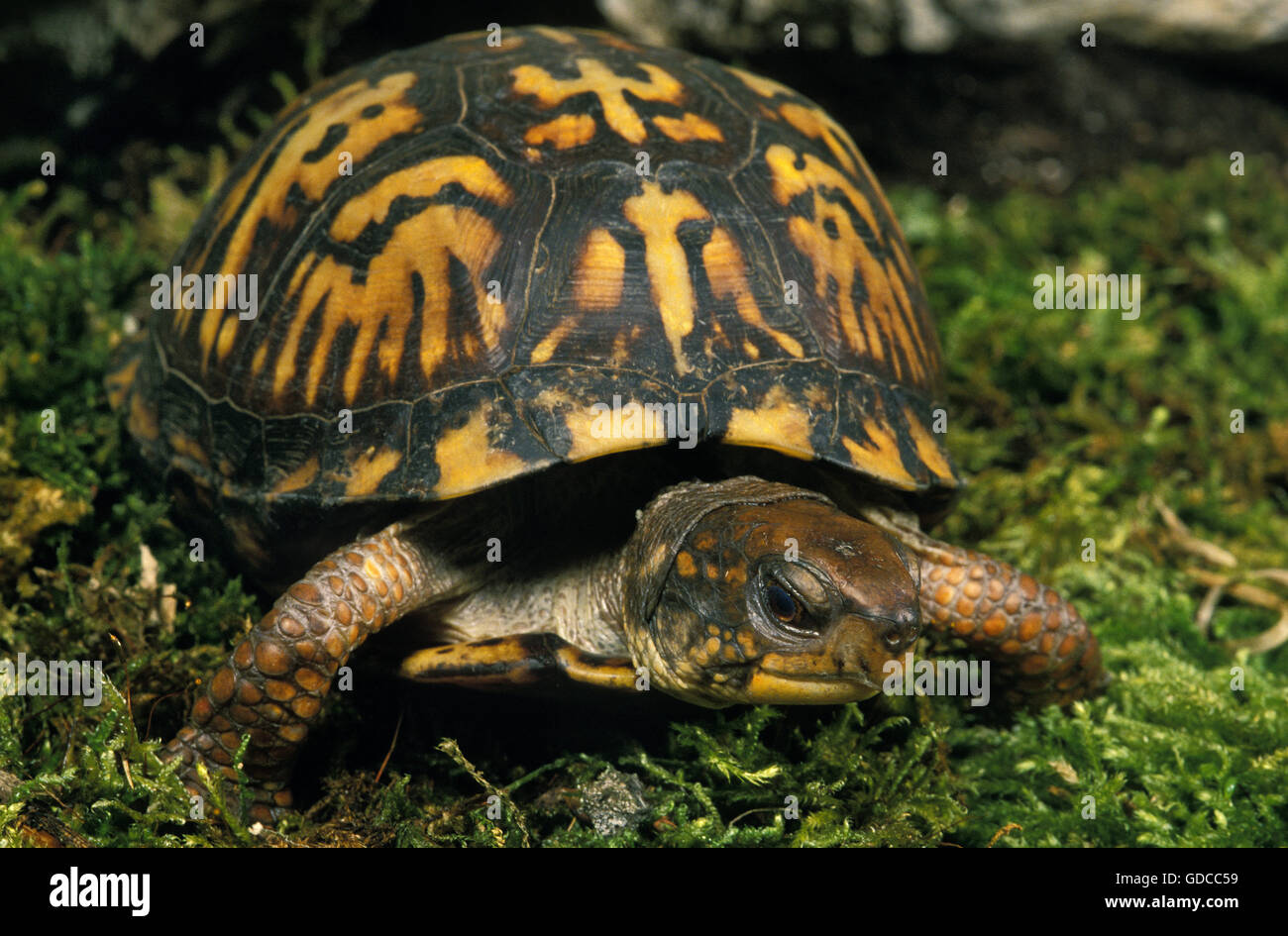 Scatola orientale tartaruga, terrapene carolina, adulto su Moss Foto Stock