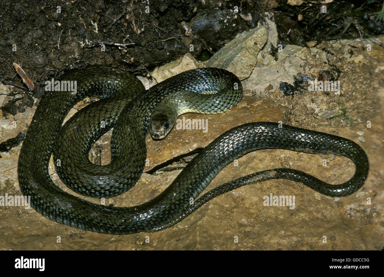 Montpellier Snake, malpolon monspessulanus, Adulti Foto Stock