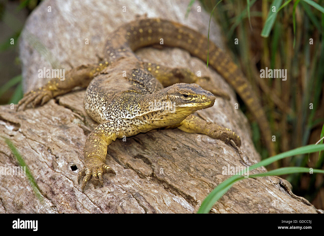 Gould Monitor, varanus gouldi, adulti sul ramo, Australia Foto Stock
