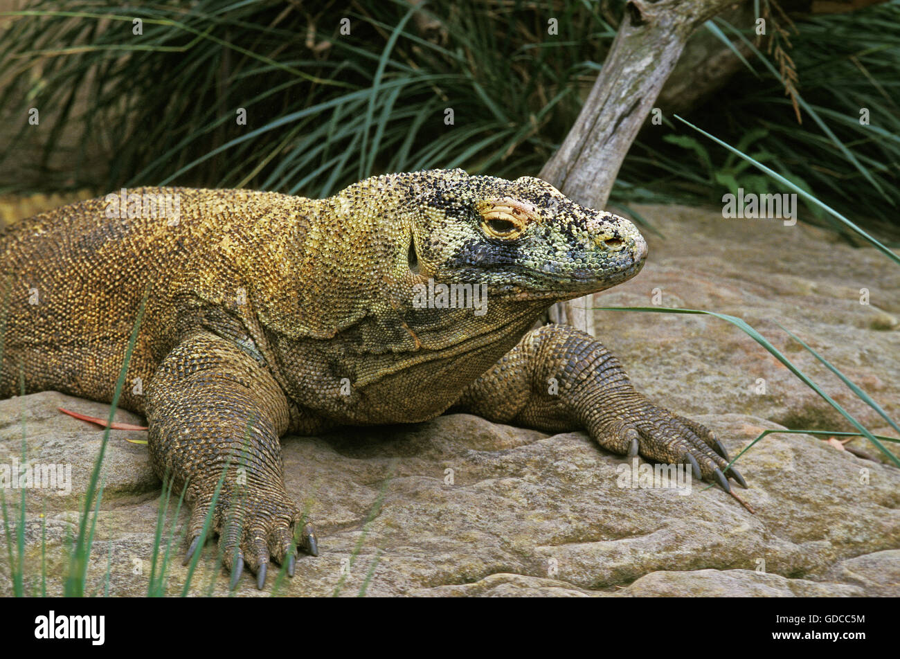 Drago di Komodo, Varanus komodoensis, Adulti su roccia Foto Stock