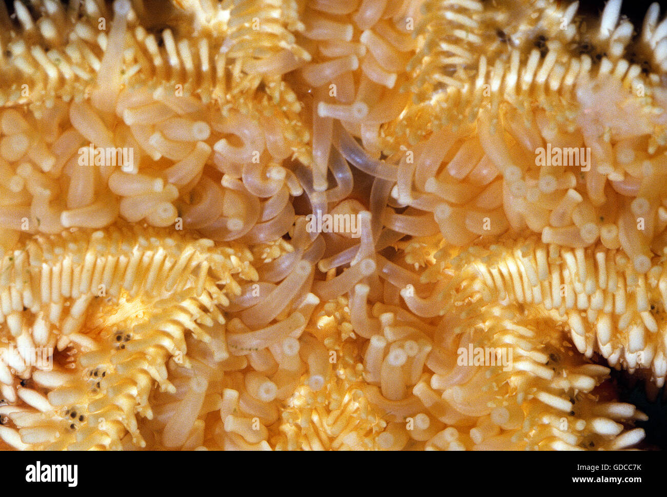 Starfish comune, asterias Rubens, in prossimità della bocca Foto Stock