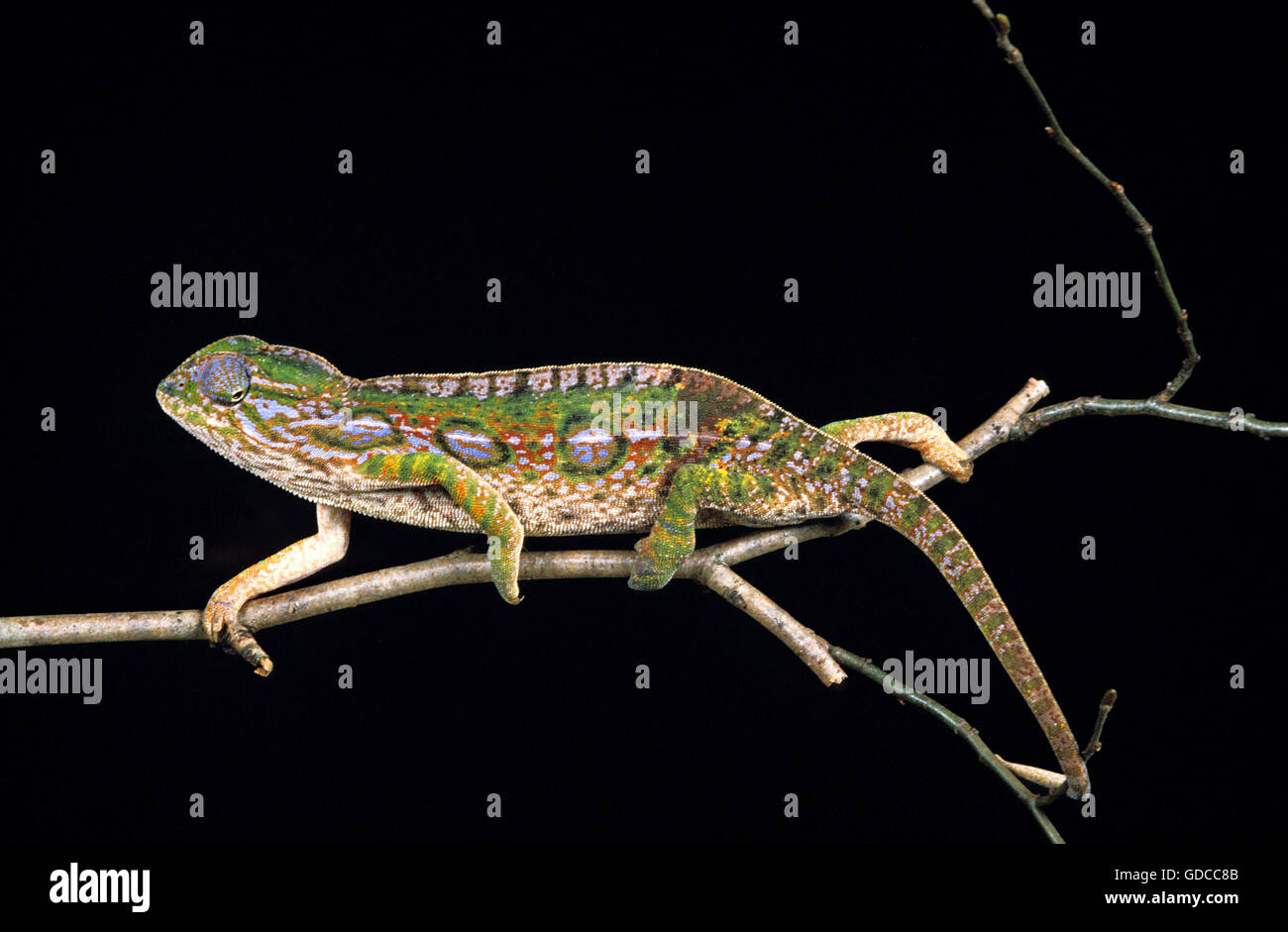 Madagascar Forest camaleonte, furcifer campani, adulti sul ramo su sfondo nero Foto Stock