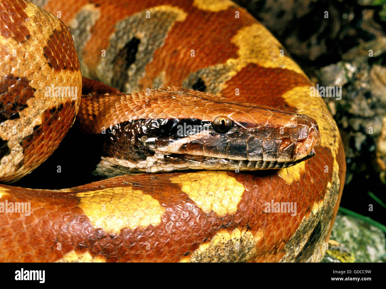 Il sangue, Python Python curtus, adulto, Close up della testa Foto Stock