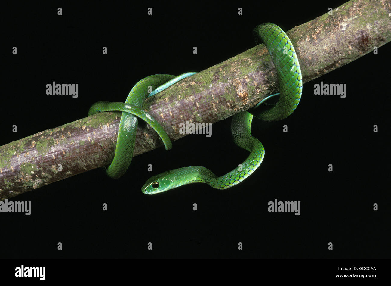 Avvistato Bush Snake, philothamnus semivariegatus, serpente verde su sfondo nero Foto Stock