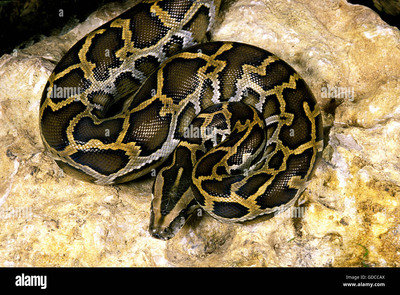 Indiano, Python Python molurus Foto Stock