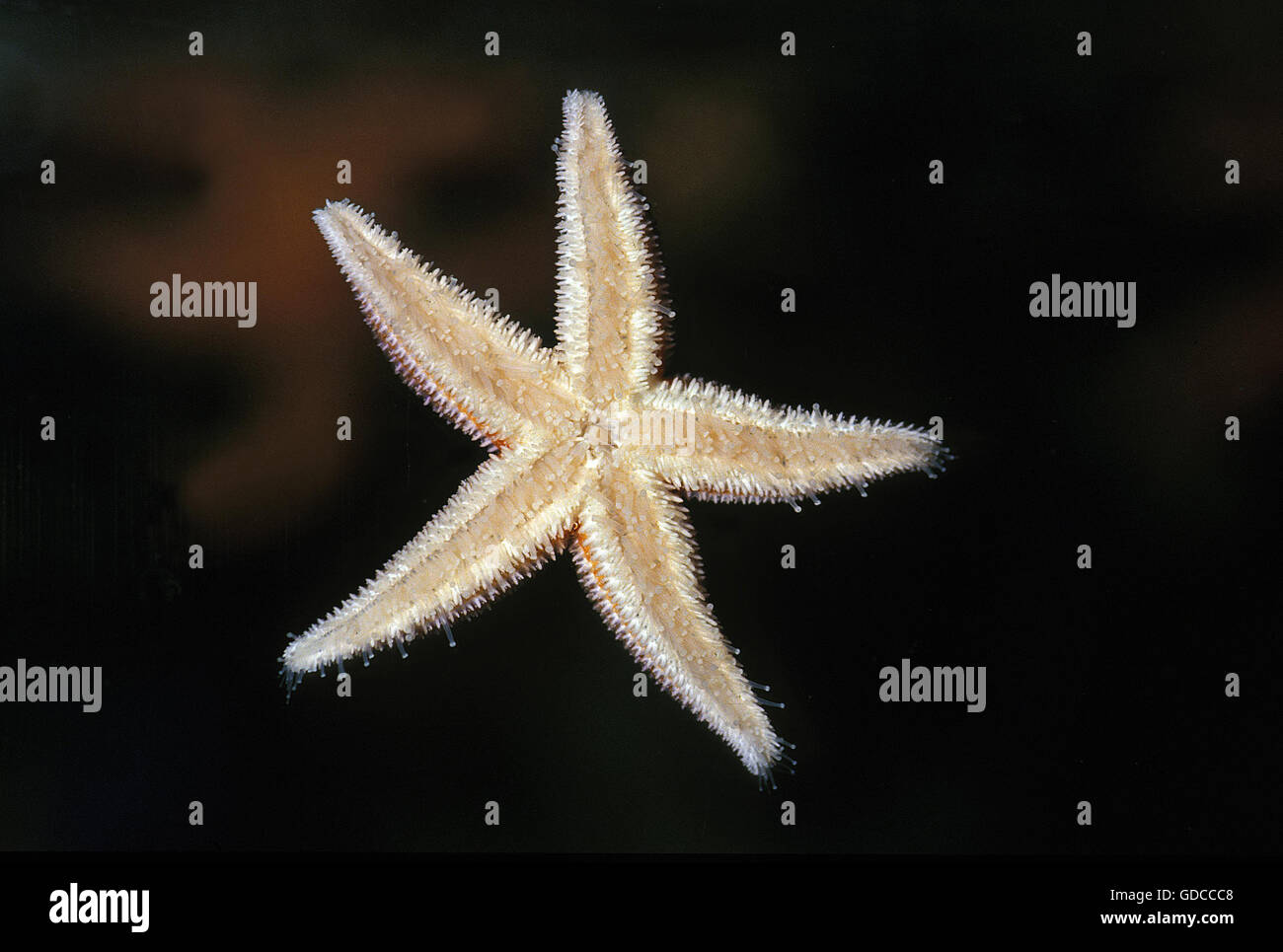 Starfish comune, asterias rubens Foto Stock