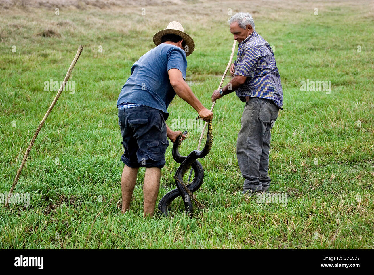 Anaconda verde, Eunectes murinus catturato dagli uomini, Los Lianos in Venezuela Foto Stock