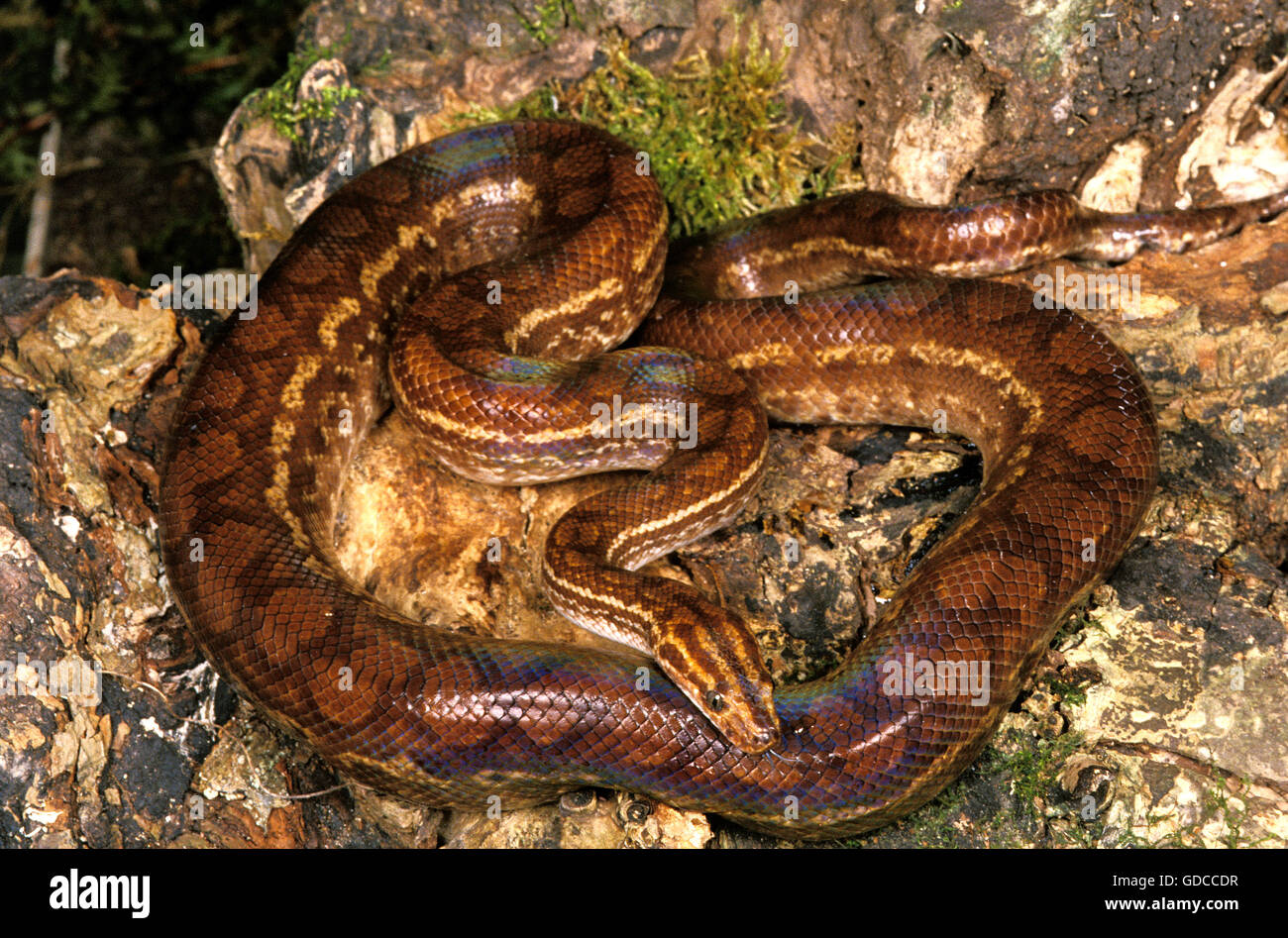 Rainbow Boa, epicrates cenchria Foto Stock