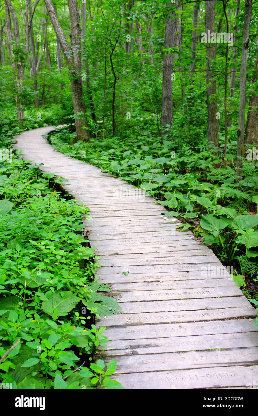 Un sentiero in legno in esecuzione attraverso una foresta canadese nella city di Londra, Ontario. Foto Stock