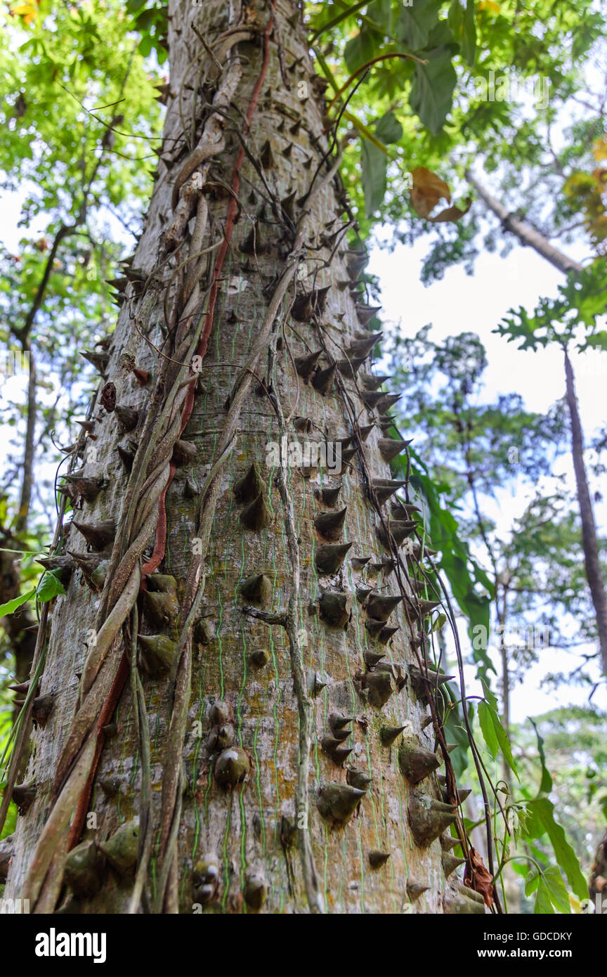 Ceiba o ebano, Guatemala, America centrale. tronco spinoso di giovani ceiba albero, l'albero nazionale del Guatemala Foto Stock
