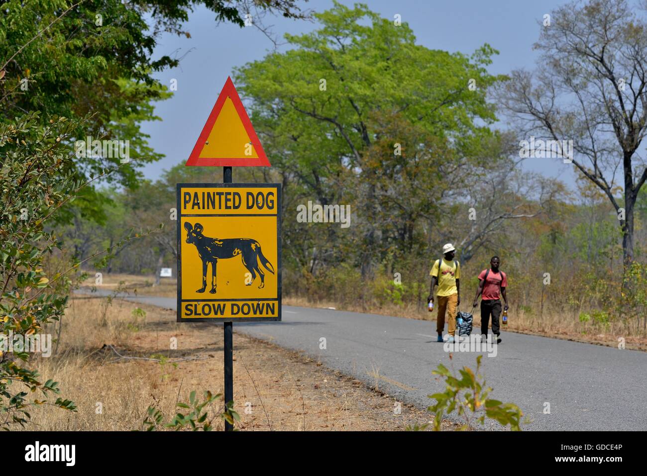 Segnale di avvertimento dipinto di cane, attenzione africana di cani selvatici, Parco Nazionale di Hwange, vicino Hwange, Matabeleland North Provincia, Zimbabwe Foto Stock