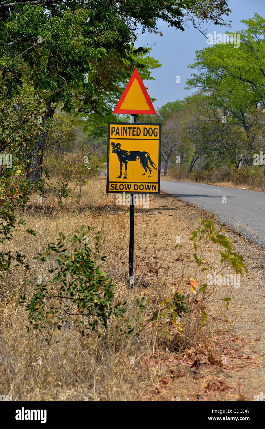 Segnale di avvertimento dipinto di cane, attenzione africana di cani selvatici, Parco Nazionale di Hwange, vicino Hwange, Matabeleland North Provincia, Zimbabwe Foto Stock