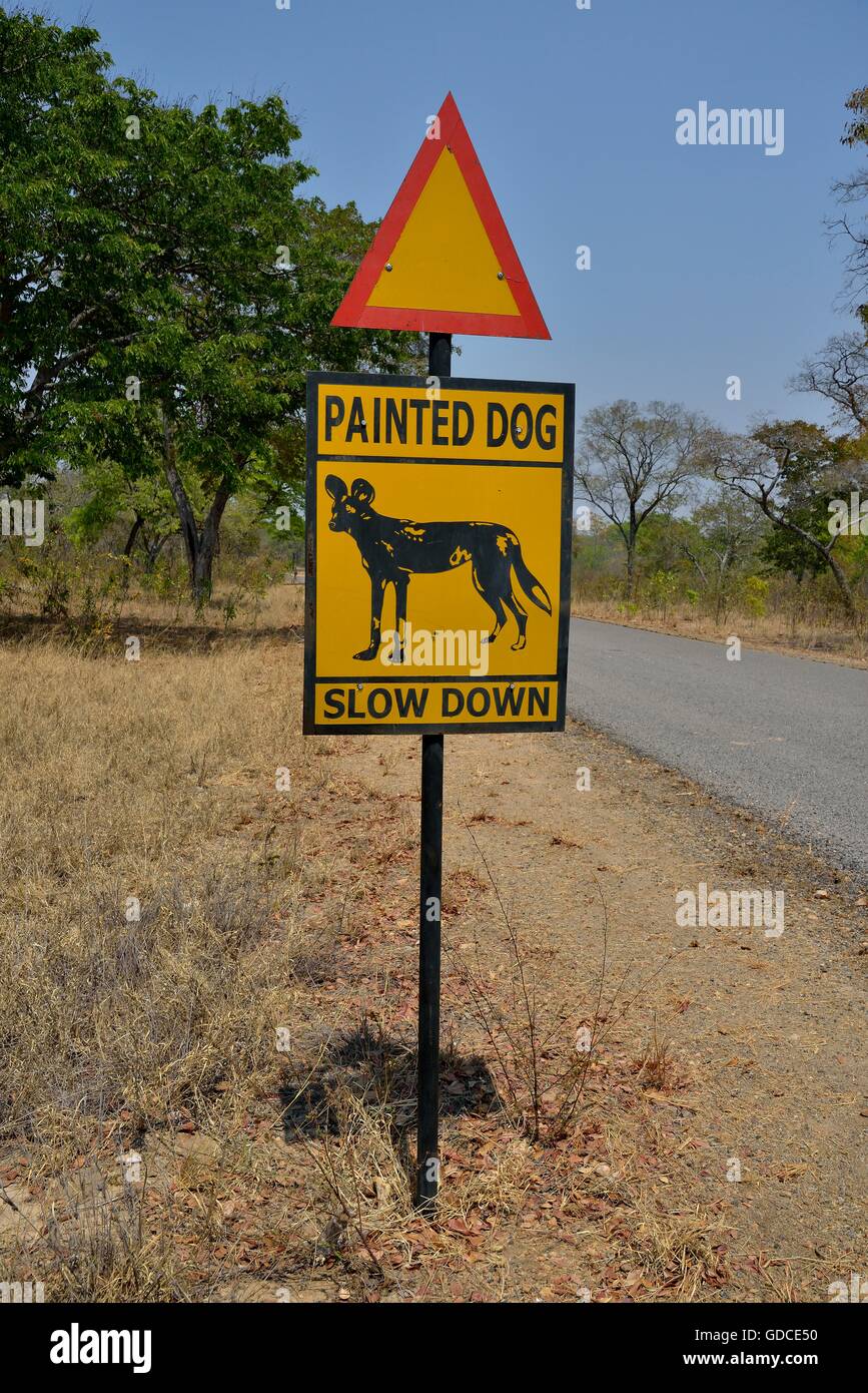 Segnale di avvertimento dipinto di cane, attenzione africana di cani selvatici, Parco Nazionale di Hwange, vicino Hwange, Matabeleland North Provincia, Zimbabwe Foto Stock