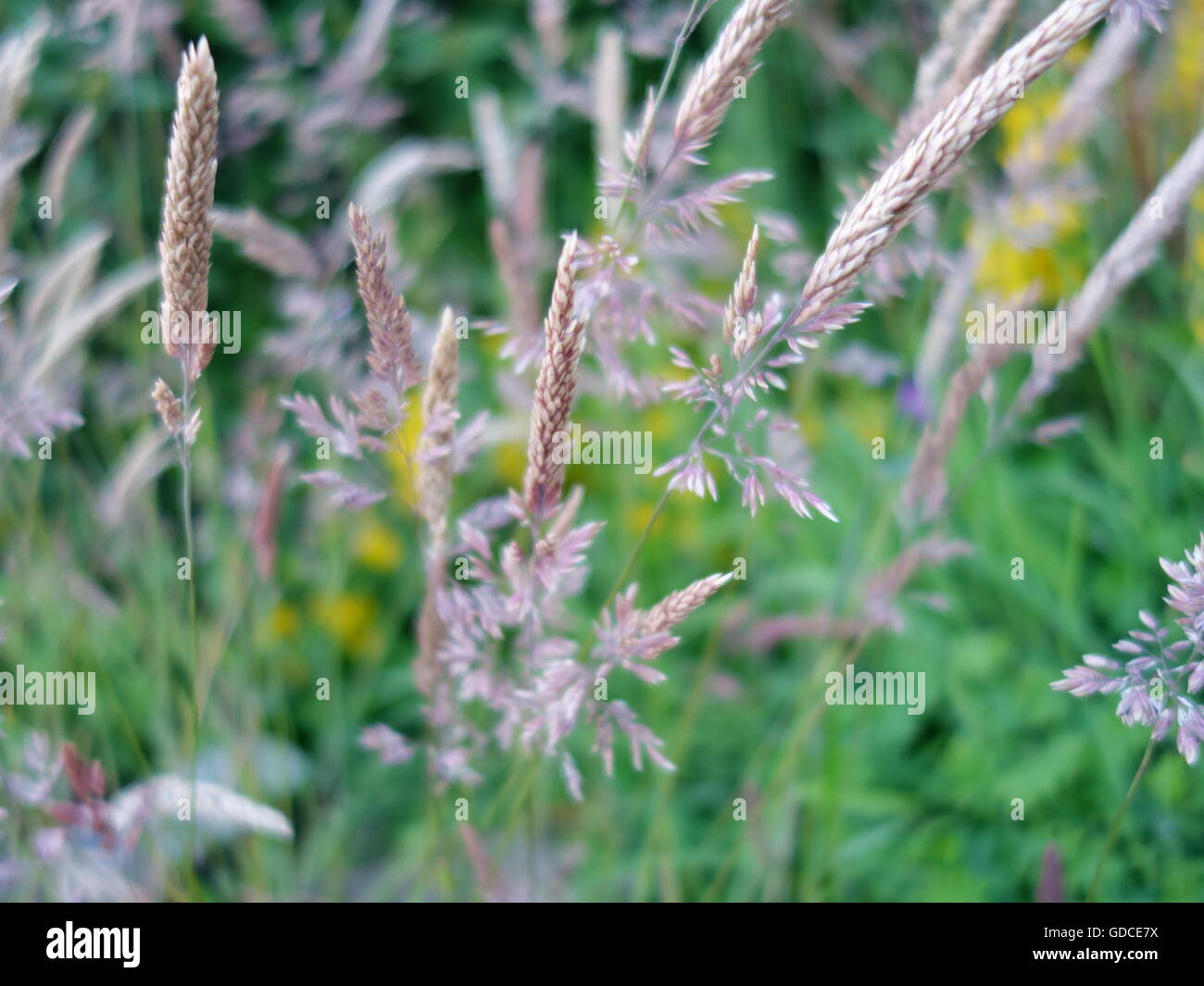 Erbe in un campo Foto Stock