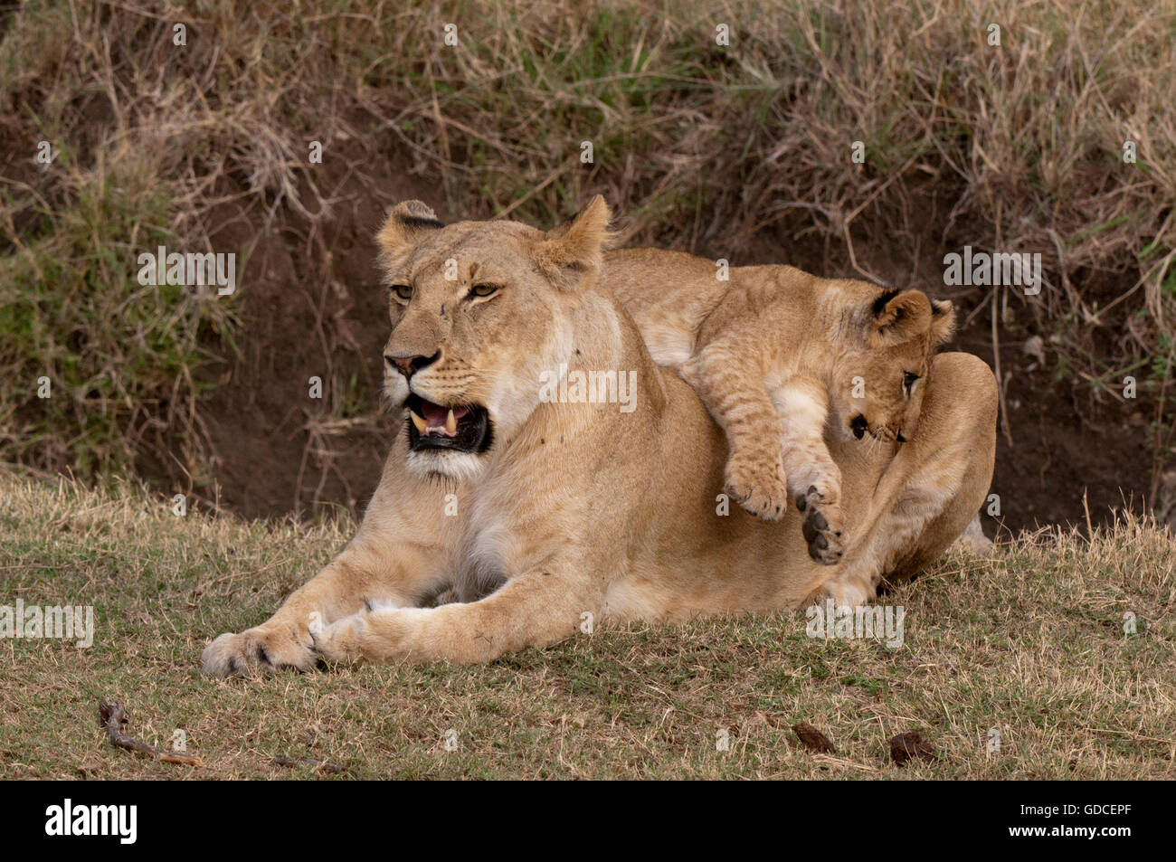 I Lions (Panthera leo), Leonessa, cub, il Masai Mara, Kenya, Africa Foto Stock