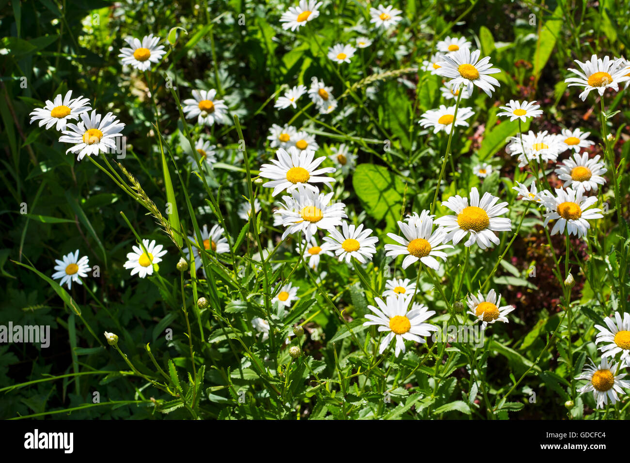 Campo estivo di margherite bianco. Bellissimo paesaggio con margherite sotto la luce diretta del sole. Fiori bianchi nel prato. Foto Stock