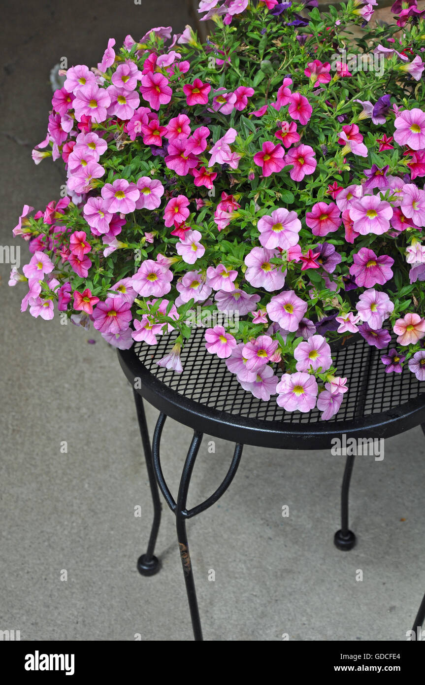 Bella rosa e viola petunais decorativo sulla tavola nera Foto Stock
