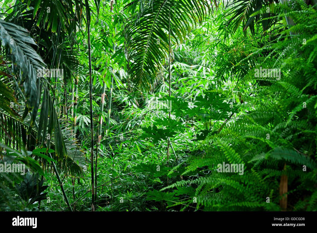 Una lussureggiante giungla tropicale sullo sfondo della natura Foto Stock