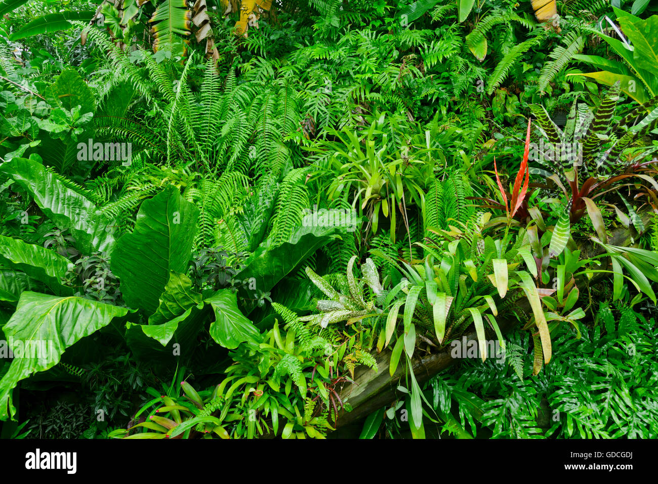 Una lussureggiante giungla tropicale sullo sfondo della natura Foto Stock