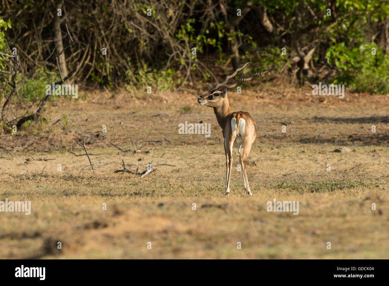 Un blackbuck nel punto Calimere fauna selvatica e il santuario degli uccelli, una piazza 21.47 km area protetta in Tamil Nadu sulla baia del Bengala. Foto Stock