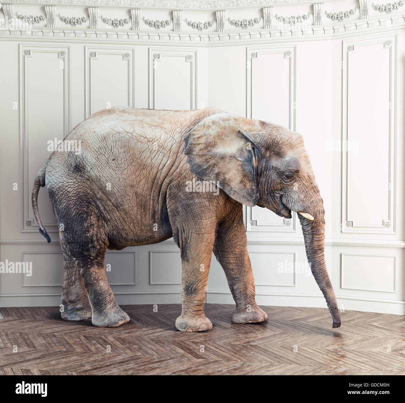 Un elefante in camera vicino a muro bianco. Concetto creativo Foto Stock