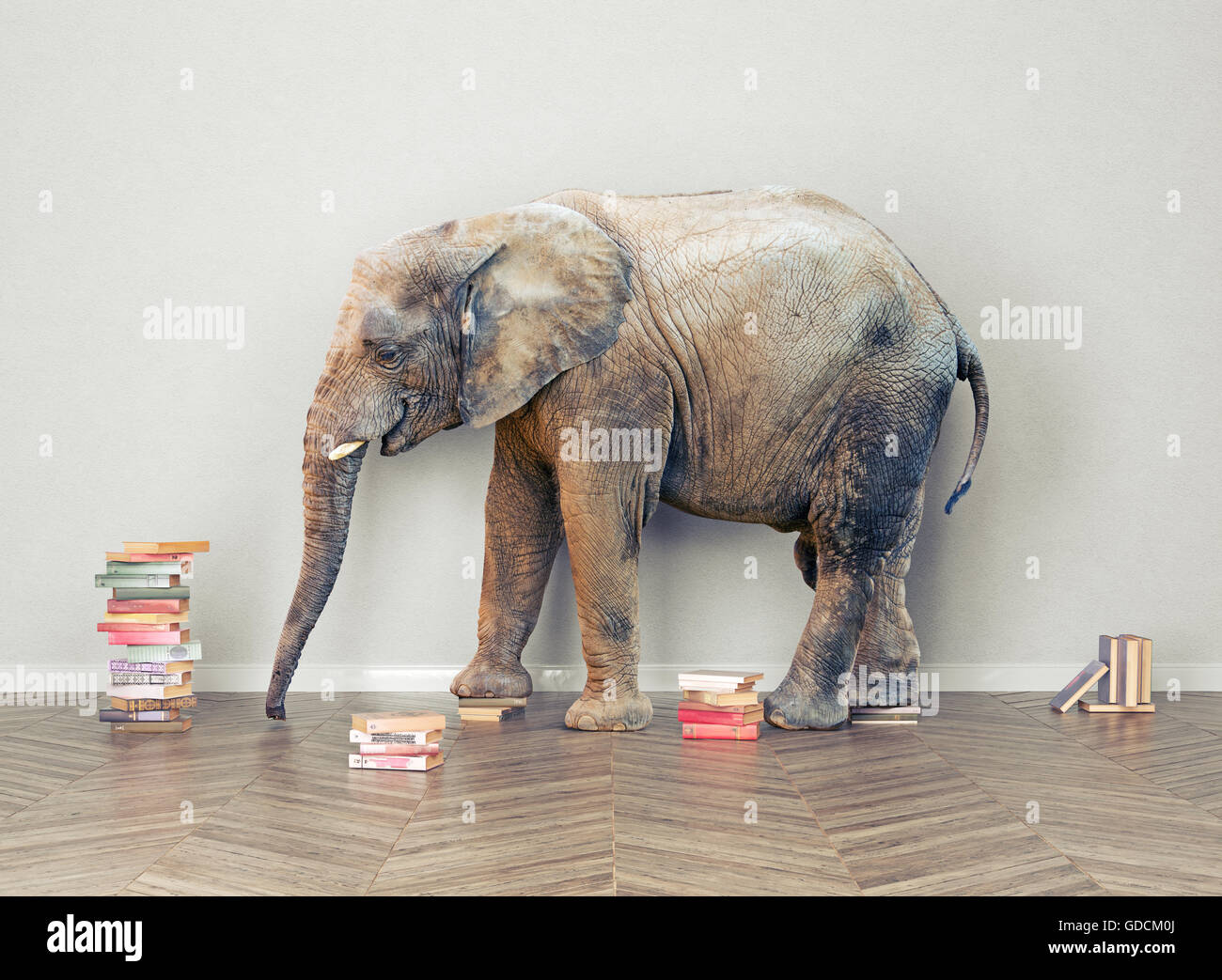 Un elefante in camera con booksl. Concetto creativo Foto Stock