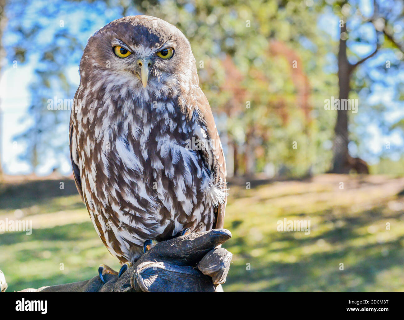 Un gufo in Lone Pine Koala Sanctuary situato nel sobborgo di Brisbane di Fig Tree Pocket nel Queensland, in Australia. Foto Stock