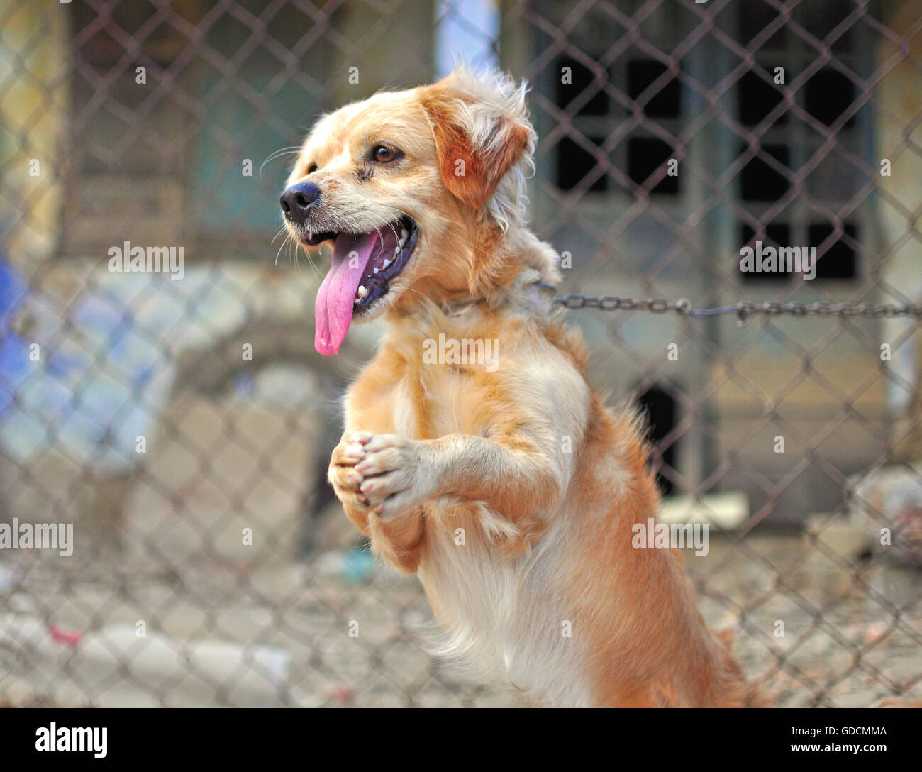 Cute del cane di formazione con una bocca aperta Foto Stock